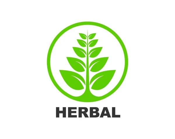 Pflanzliches Blatt Medizin Logo Symbol Vektor Illustration Design Vorlage — Stockvektor