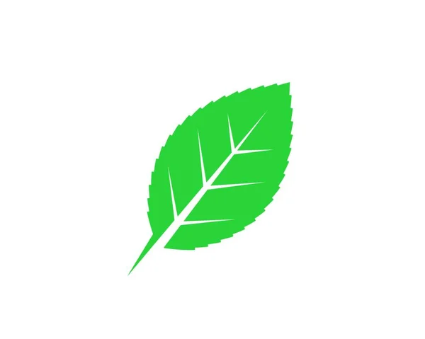 Mint Leaf Illustration Vector Template Design — Stock Vector