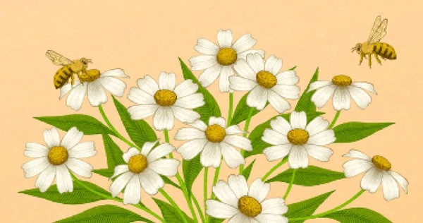 Bloemen Een Witte Achtergrond — Stockvector