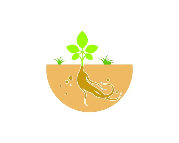 Ginseng Ilustración Icono Vector Diseño Plantilla — Vector de stock