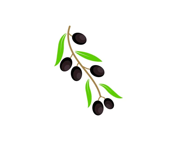 Olive Logo Pictogram Vector Illustratie Ontwerp — Stockvector