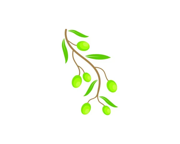 Olive Logo Pictogram Vector Illustratie Ontwerp — Stockvector