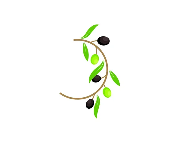 Olive Logo Pictogram Vector Illustratie Ontwerp — Stockvector