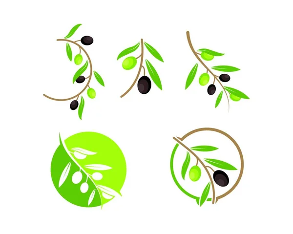 Olive Logo Pictogram Vector Illustratie Ontwerp — Stockvector