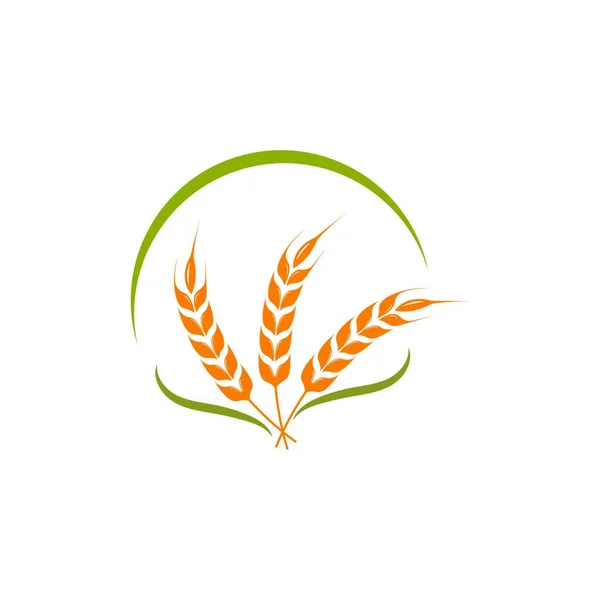 Šablona Návrhu Vektoru Zemědělské Pšenice — Stockový vektor