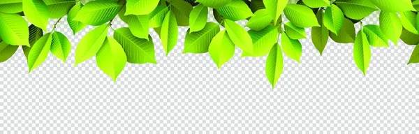 Eps Vektorillustration Mit Realistischen Grünen Blättern Und Transparentem Panorama Hintergrund — Stockvektor