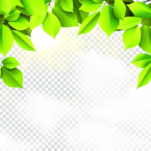 Illustration Vectorielle Eps Avec Feuilles Vertes Feuillage Arbre Ciel Transparent — Image vectorielle