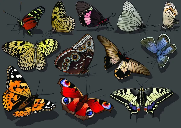 Набір Яскравих Барвистих Метеликів Ізольовано Темному Тлі Ілюстрація Тіні Землі — стоковий вектор