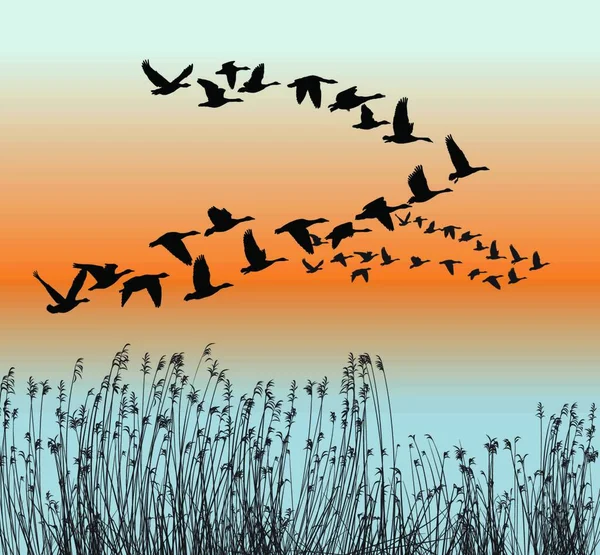 Vector Illustration Goose Migration Spring — 스톡 벡터