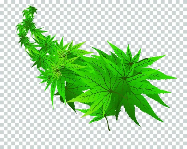 Φύλλα Κάνναβης Φύλλα Μαριχουάνας Διαφανές Φόντο — Διανυσματικό Αρχείο