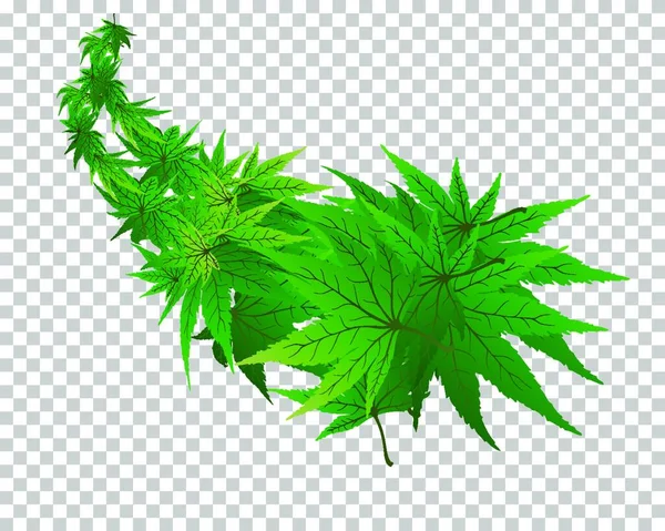 Hoja Cannabis Con Hojas Marihuana Sobre Fondo Transparente — Vector de stock