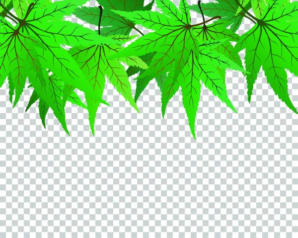 Feuilles Vertes Sur Fond Transparent Illustration Vectorielle — Image vectorielle