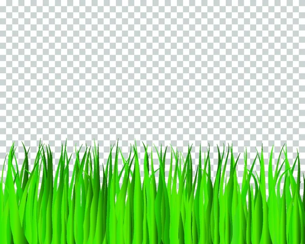 Campo Hierba Verde Con Fondo Blanco — Vector de stock