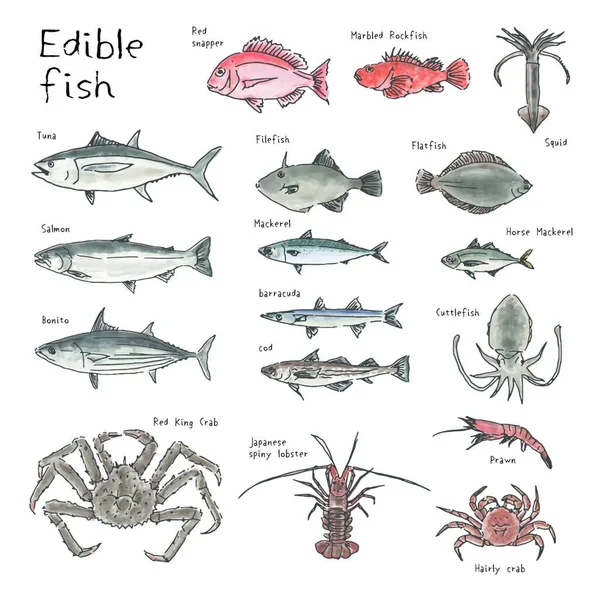 Tipo Peixes Comestíveis Esboço Desenhado Mão Ilustração Aquarela Atum Bonito — Vetor de Stock