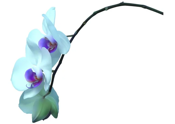 Beyaz Arkaplanda Çiçekli Beyaz Orkide Çiçek Kompozisyonun Için Tasarım Elementleri — Stok Vektör
