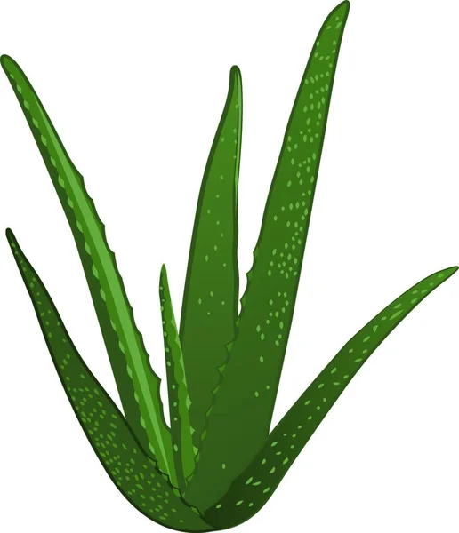 Planta Aloe Vera Aislada Sobre Fondo Blanco Vector Ilustración — Vector de stock