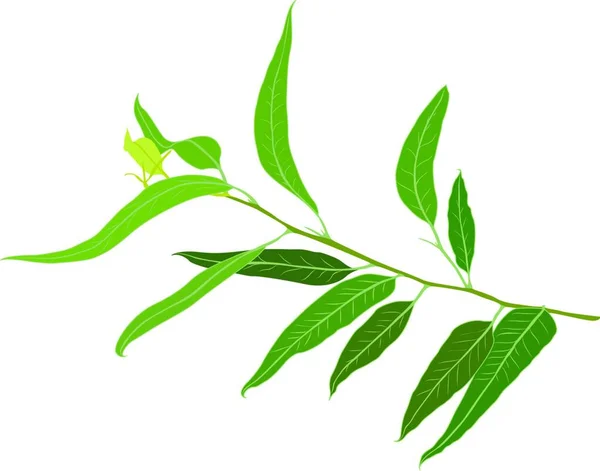 Brunch Eucalyptus Vector Illustration — Stock Vector
