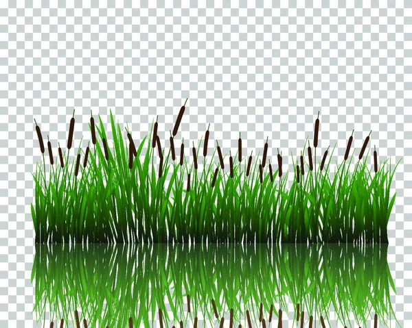 Vectorillustratie Van Gras Planten — Stockvector