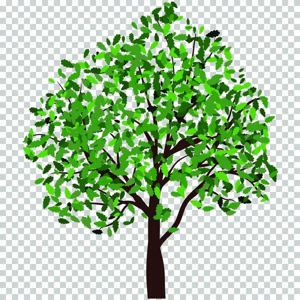 Grönt Träd Med Blad Vit Bakgrund — Stock vektor