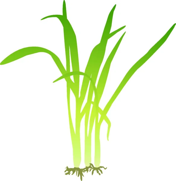 Bunch Lemongrass Vector Illustration — Stock Vector