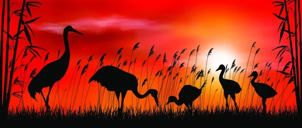 Gün Batımı Arka Planda Kuşlar Turnalar Akşam Gökyüzü Güneş Bambu — Stok Vektör