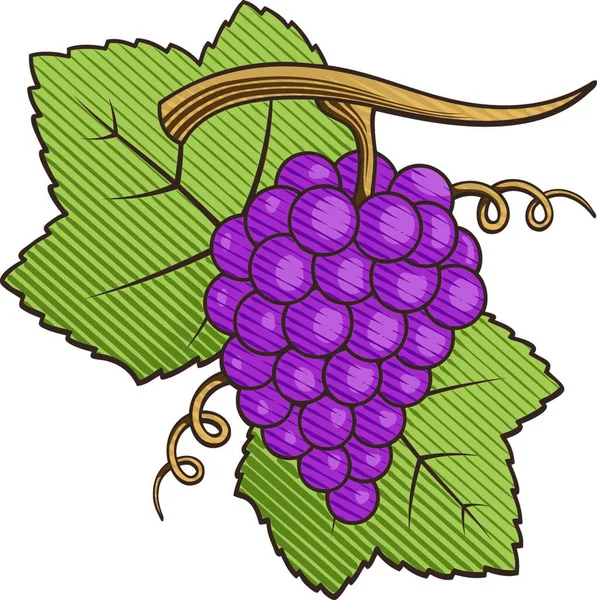 Rode Druiven Met Bladeren Gekleurde Illustratie Met Gravure Arcering — Stockvector