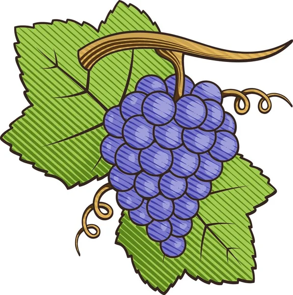 Purpurowe Winogrona Liści Kolorowych Ilustracji Cieniowaniem Grawerowanie — Wektor stockowy