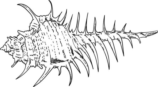 Vector Sea Shell Geïsoleerd Achtergrond — Stockvector