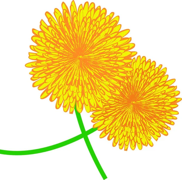 Illustration Vectorielle Fleurs Pissenlits Sur Fond Blanc — Image vectorielle