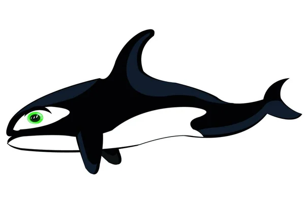 Ballena Asesina Ballena Sobre Fondo Blanco Está Aislado — Vector de stock