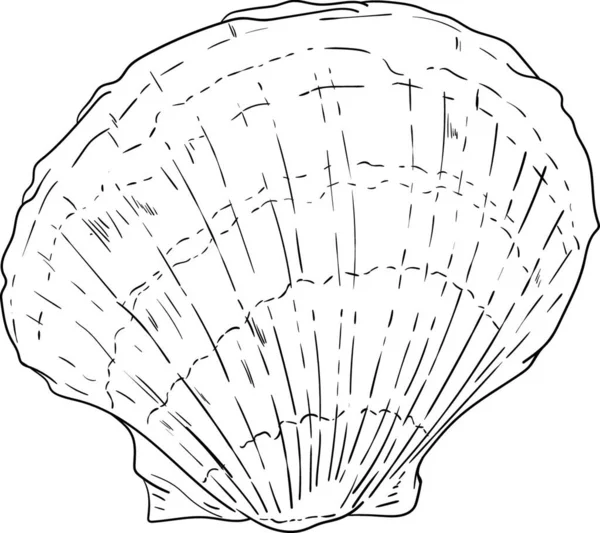 Vektor Havet Shell Isolerat Bakgrunden — Stock vektor