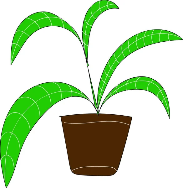 Palm Planta Med Långa Gröna Blad Brun Blomma Kruka Vektor — Stock vektor
