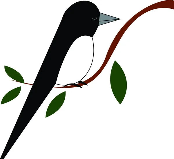 Ein Schwarzer Vogel Mit Weißem Bauch Braunen Ast Mit Vier — Stockvektor