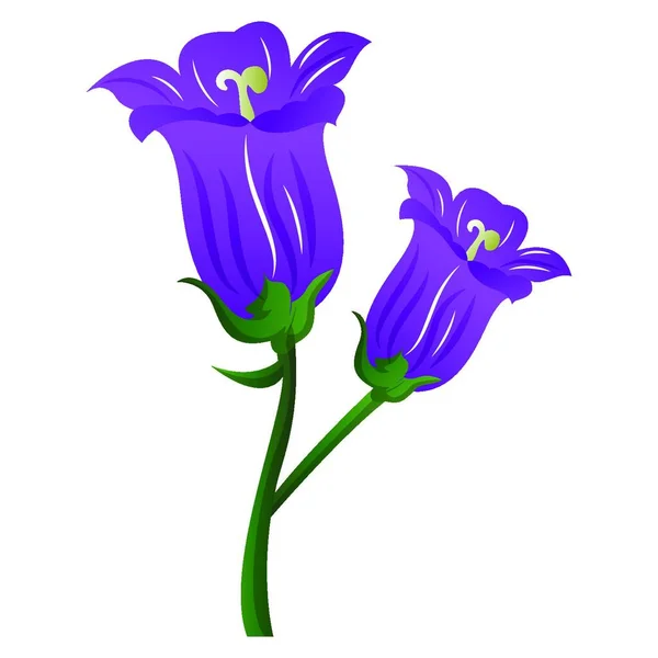 Векторна Ілюстрація Фіолетових Квітів Кампаніли Білому Тлі — стоковий вектор