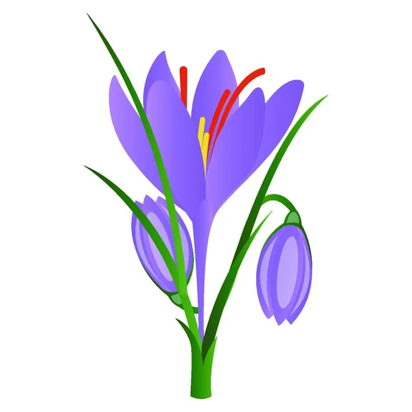Векторна Ілюстрація Фіолетових Квітів Кроку Білому Тлі — стоковий вектор
