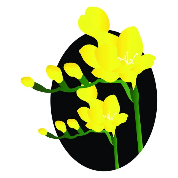 Ilustração Vetorial Flores Amarelas Freesia Círculo Preto Sobre Fundo Branco — Vetor de Stock