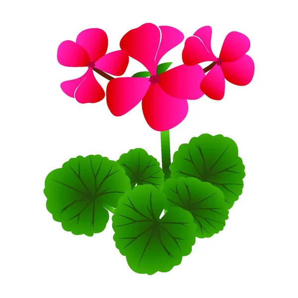 Векторна Ілюстрація Яскраво Рожевих Квітів Герані Зеленим Листям Білому Тлі — стоковий вектор