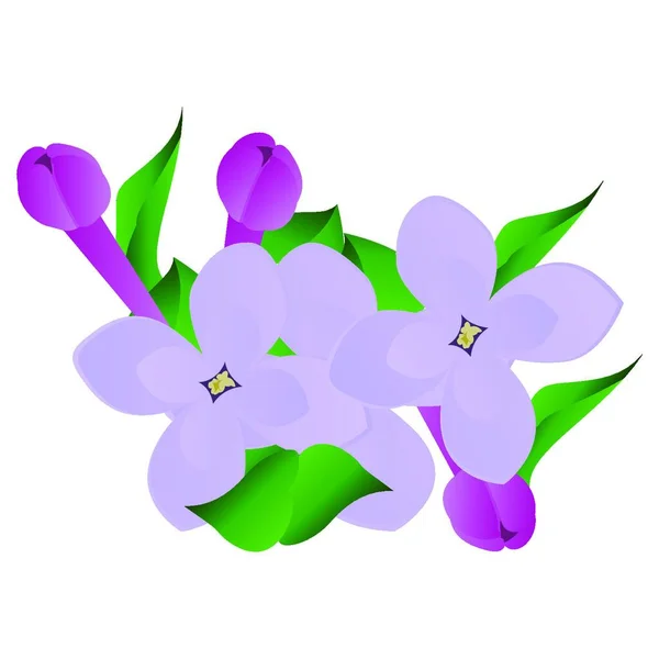 Ilustración Vectorial Flores Lila Púrpura Violeta Con Hojas Verdes Sobre — Archivo Imágenes Vectoriales
