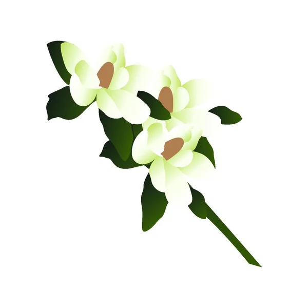 Ilustracja Wektorowa Białych Magnolii Kwiatowych Zielonymi Listwami Białym Tle Oddziału — Wektor stockowy
