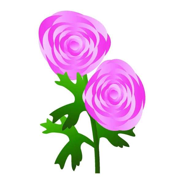 Ilustración Vectorial Flores Ranúnculo Rosa Con Hojas Verdes Sobre Fondo — Archivo Imágenes Vectoriales