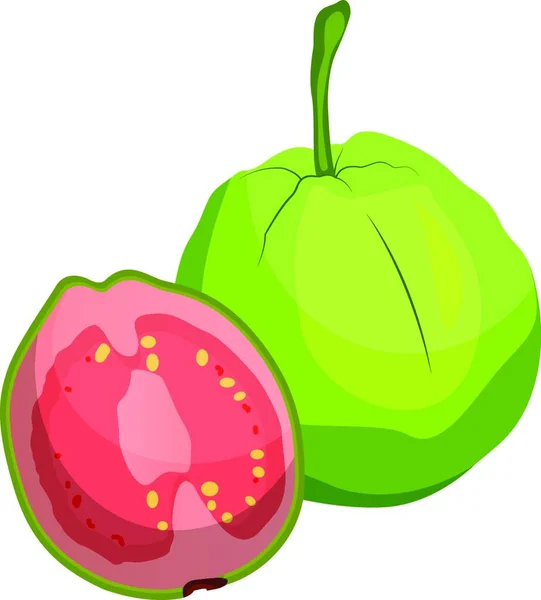 Green Guava Fruit Cut Half Vector Illustration White Background — Stock Vector