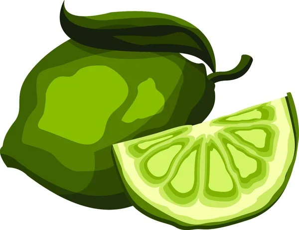 Fruit Vert Lime Avec Une Illustration Vectorielle Tranches Sur Fond — Image vectorielle