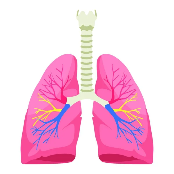白い背景に人間の肺の解剖学のベクトルイラスト — ストックベクタ