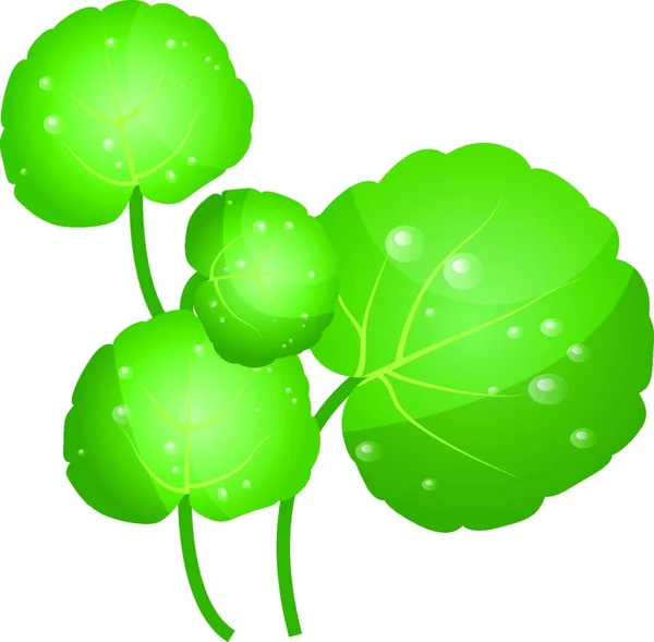 Foglie Crescione Verde Illustrazione Vettoriale Verdure Sfondo Bianco — Vettoriale Stock