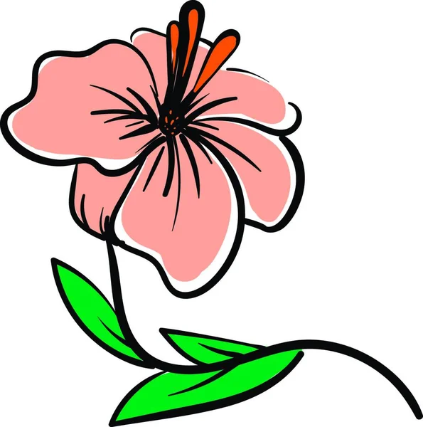 Απεικόνιση Διάνυσμα Από Ένα Απαλό Ροζ Λουλούδι Ιβίσκου Πορτοκαλί Χέρι — Διανυσματικό Αρχείο