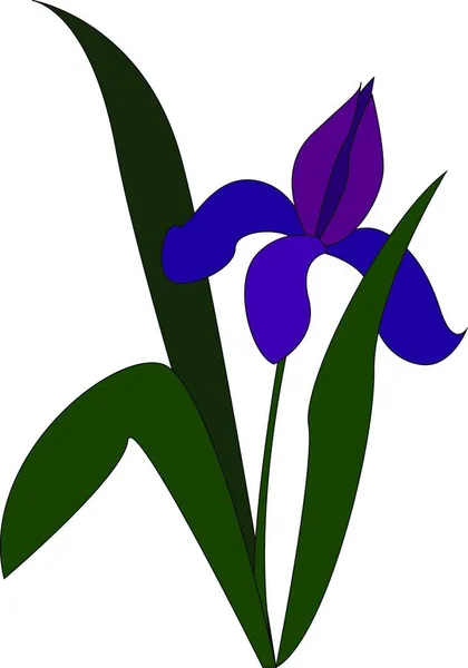 Lirio Púrpura Con Hojas Verdes Vector Ilustración Sobre Fondo Blanco — Vector de stock