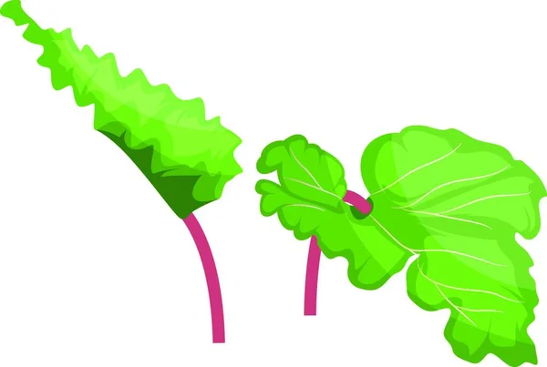 Grüne Und Rosa Rhabarberblätter Vektorillustration Von Gemüse Auf Weißem Hintergrund — Stockvektor
