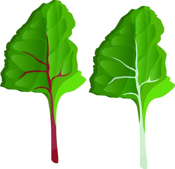 绿色银色甜菜叶子向量例证蔬菜在白色背景 — 图库矢量图片