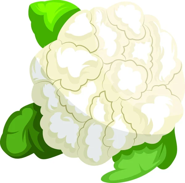 Biały Kalafior Zielonym Leafsvector Ilustracji Warzyw Białym Tle — Wektor stockowy