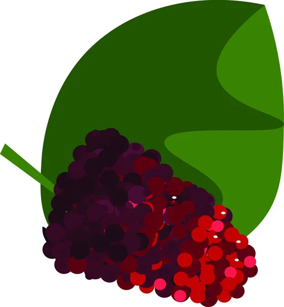 一束红色桑果的剪贴画 在宽阔的绿叶矢量彩色绘图或插图 — 图库矢量图片
